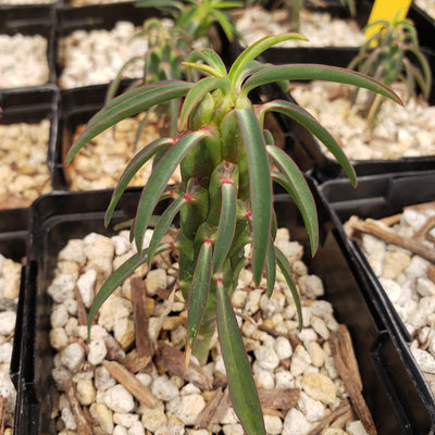 Euphorbia clava