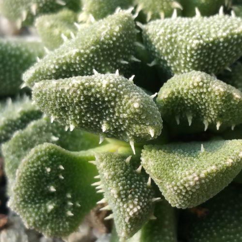 Titanopsis aloinopsis setifera