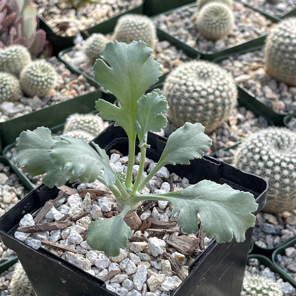 Pelargonium klinghardtense