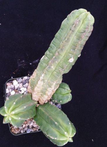 Echinocereus morricalii