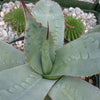 Agave parryi huachucensis