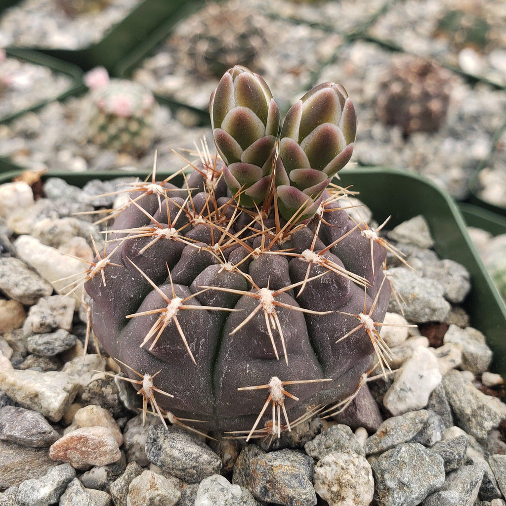 Gymnocalycium cordobense Chin