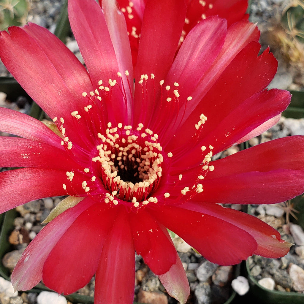 Lobivia pojoensis grandiflora