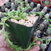 String of Fishhook Plant - Senecio Radicans &