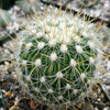 Echinofossulocactus albatus