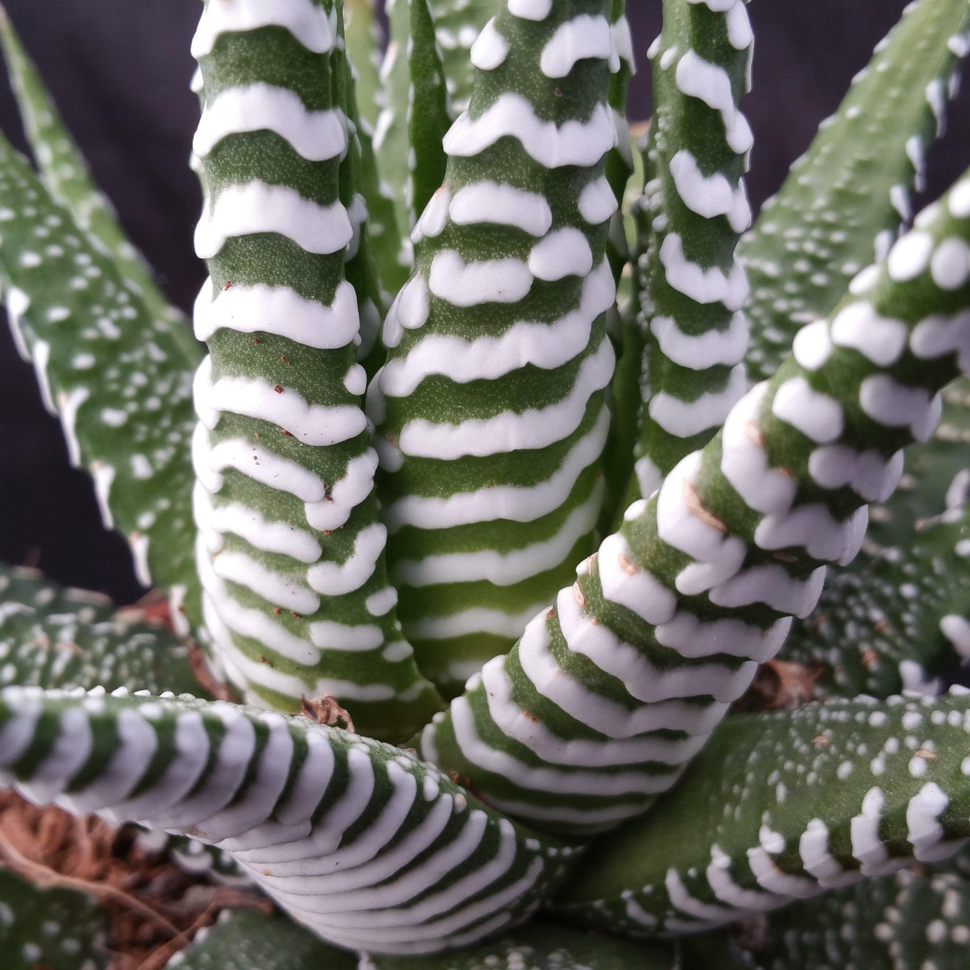 spiky succulent with white stripes Zebra Plant 'Haworthia fasciata' 2" Pot