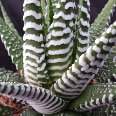 white striped succulent Shop 'Zebra Plant - Haworthia fasciata' Care and Growing Guide
