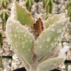 Felt Plant - Kalanchoe beharensis&