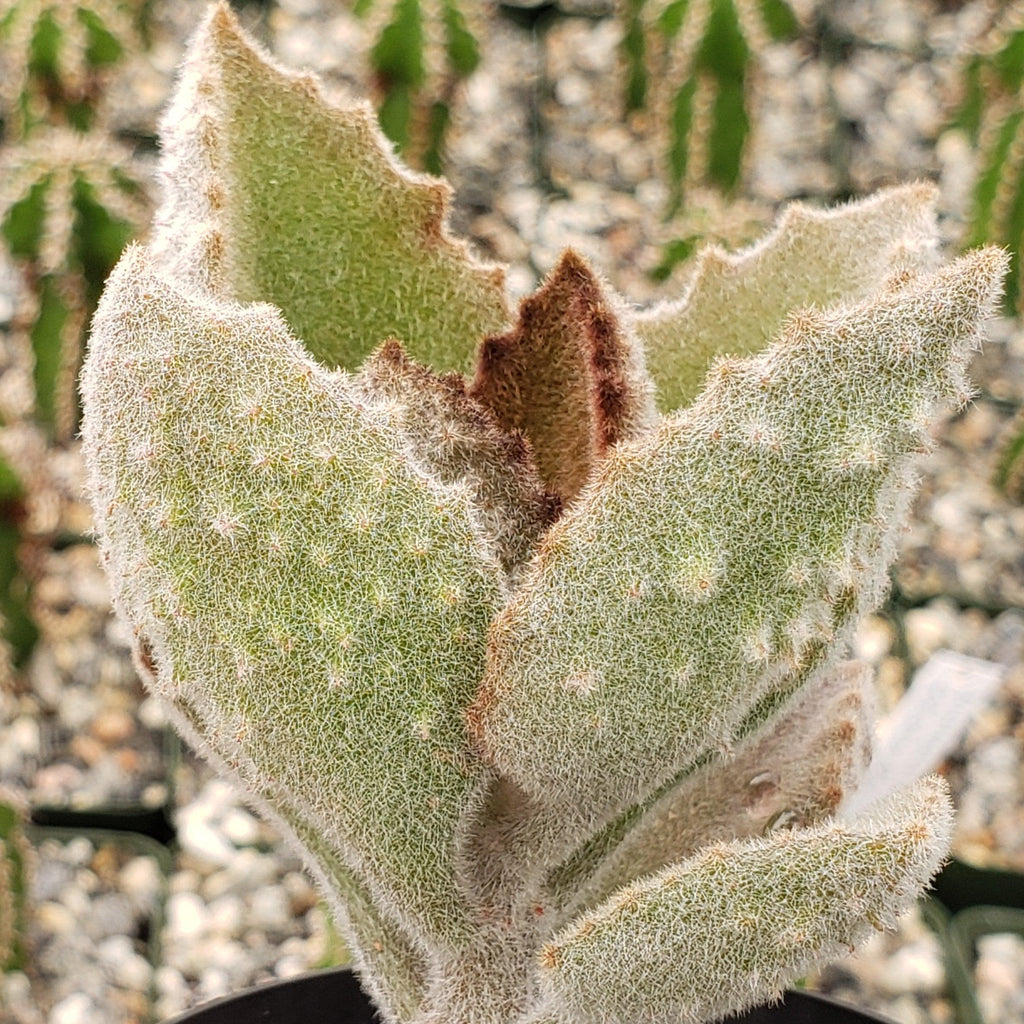 Felt Plant - Kalanchoe beharensis&