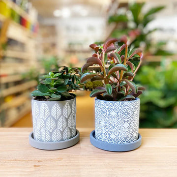 bright coloured indoor plant pots Balter Pot and Saucer