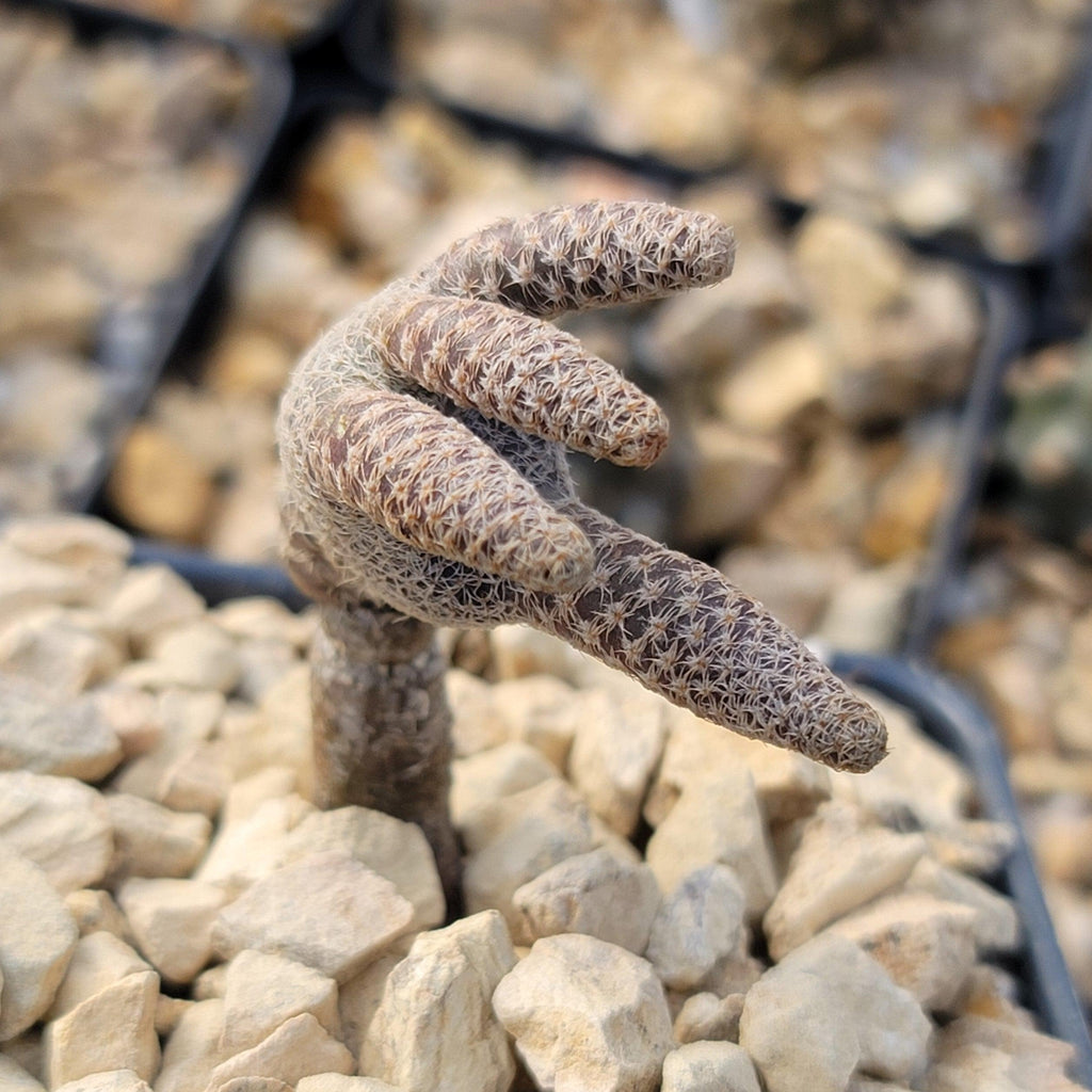 Puna clavarioides (Maihueniopsis clavarioides)