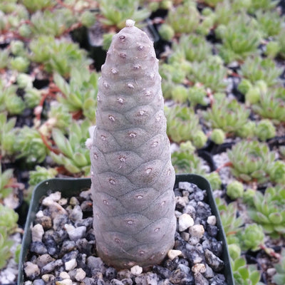cone shaped succulent Pinecone Cactus 'Tephrocactus articulatus'