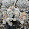 Thimble cactus - Mammillaria gracilis &