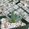 Aloe ramosissima