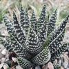 Haworthia pumila