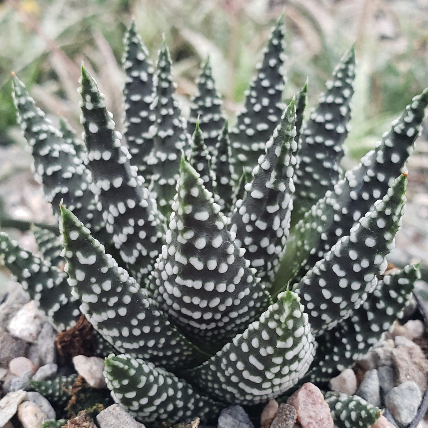 royal albert succulent Haworthia pumila Info