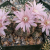 Gymnocalycium bruchii