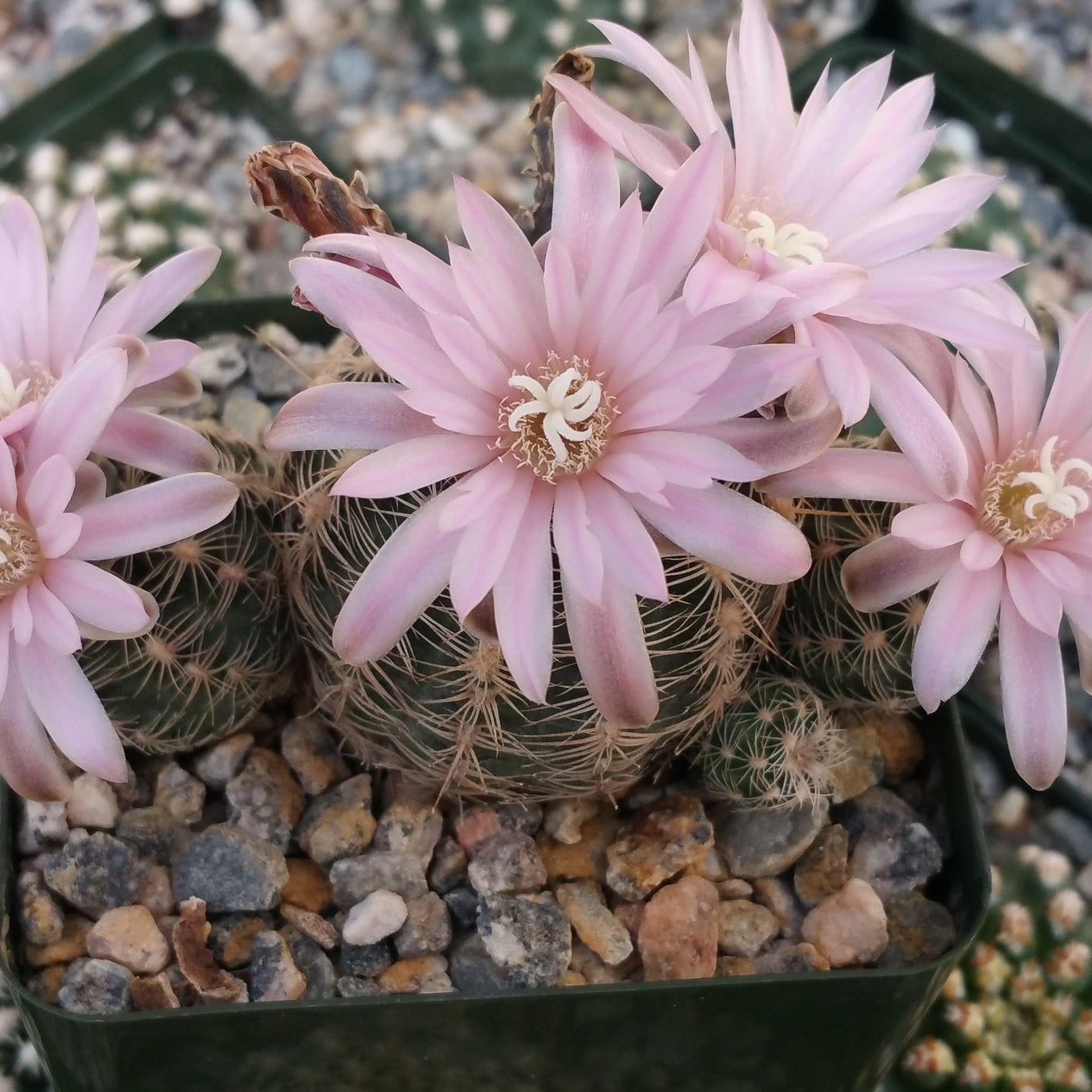 Gymnocalycium bruchii – Planet Desert