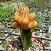 Chamaecereus lutea grafted Large