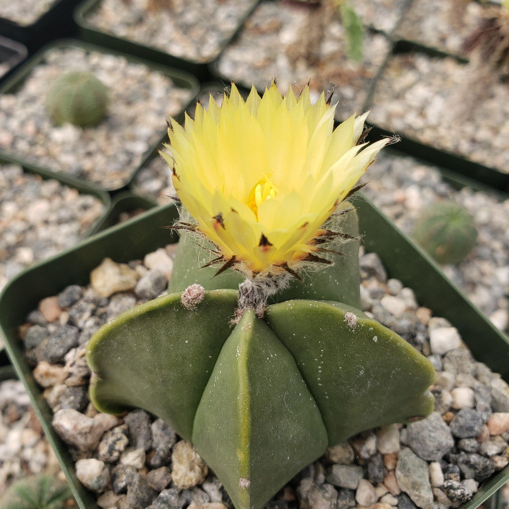Astrophytum myriostigma var. nudum
