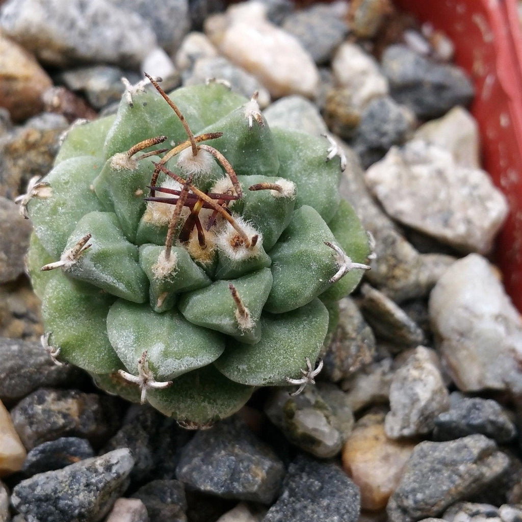 Turbinocarpus alonsoi