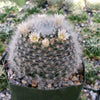 Mammillaria albicoma