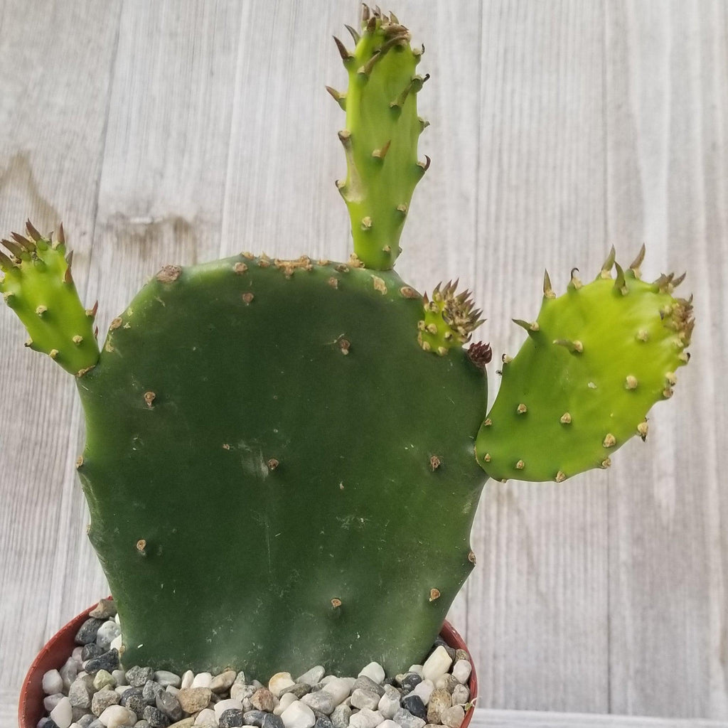 Opuntia ellisian cutting