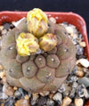 Copiapoa hypogaea barquitensis