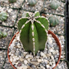 Mexican Fence Post Cactus &