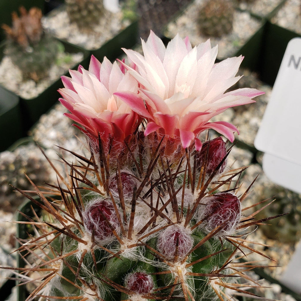 Neochilenia floccosa