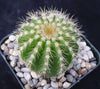 Notocactus warasii