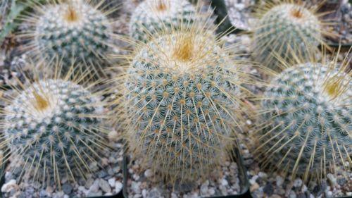 Mammillaria dixanthocentron