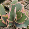 Variegated Lavender Scallops - Kalanchoe fedtschenkoi variegata