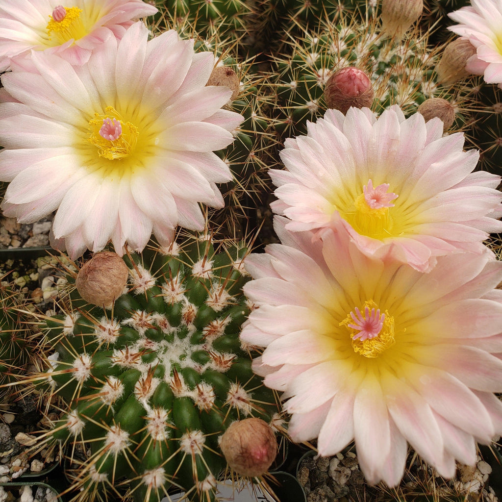 Notocactus roseoluteus