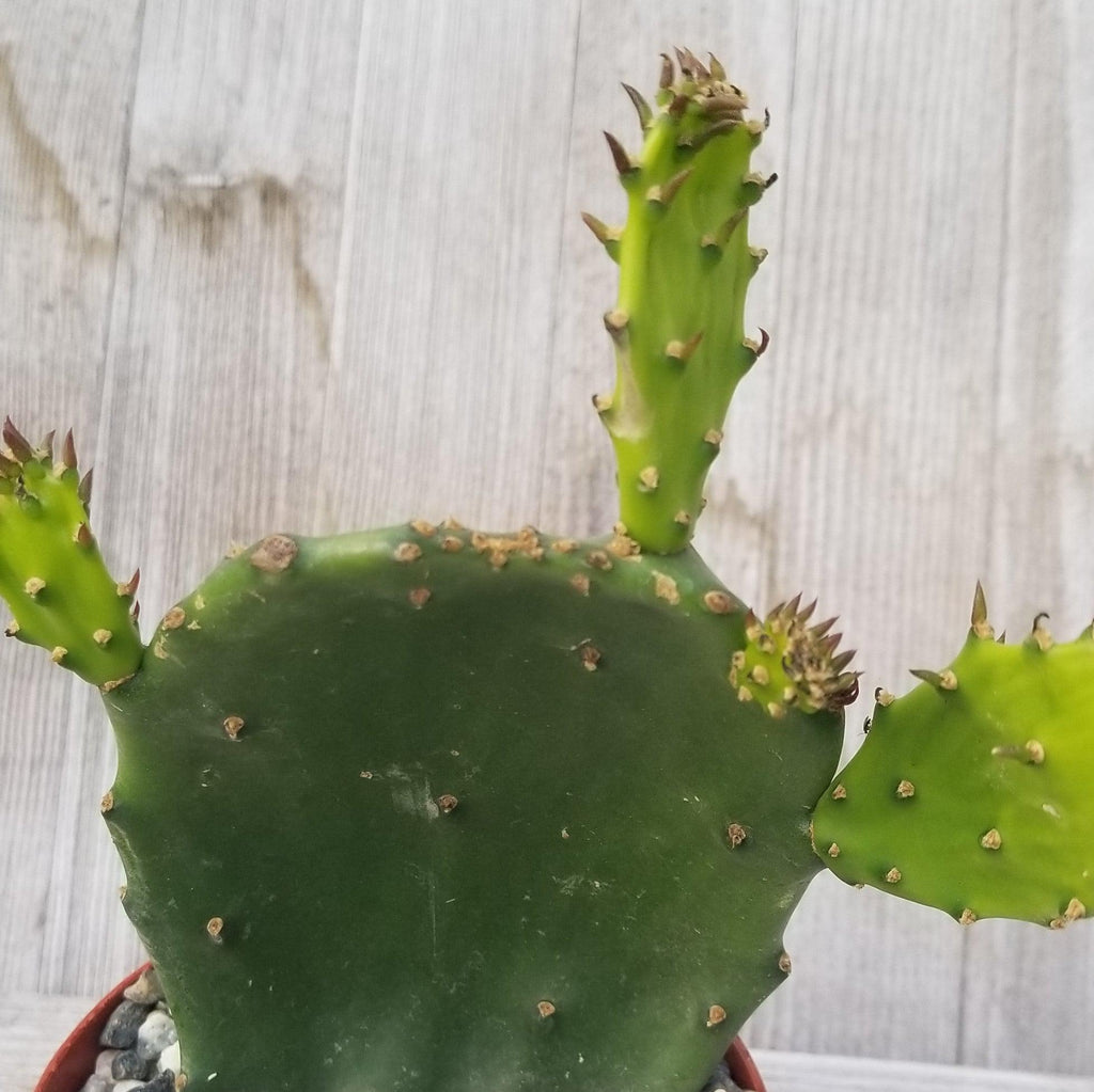 Opuntia ellisian cutting