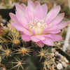 Gymnocalycium neuhuberi