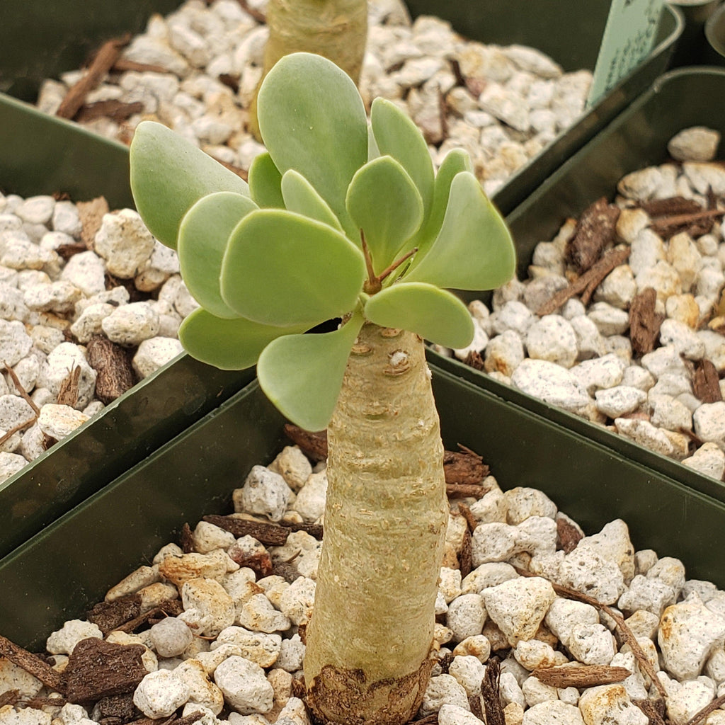 Othonna euphorbioides