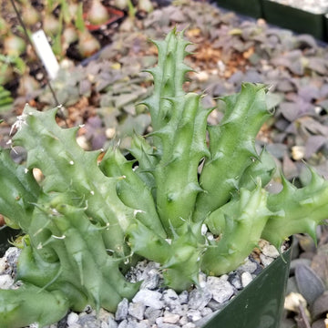 Easy-To-Grow Huernia Nova Mccoy | Shop Online
