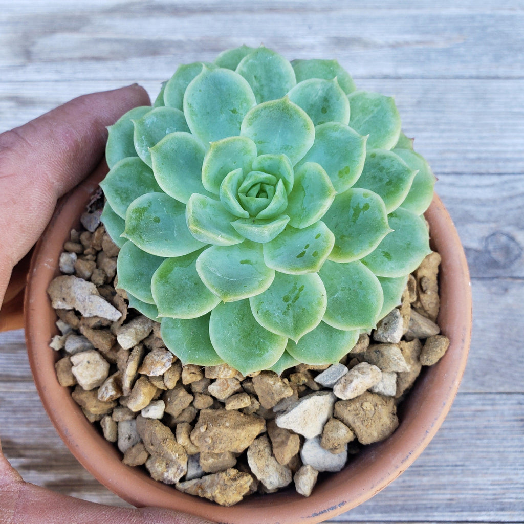 gold river rock Cactus and Succulent Top Soil Dressing