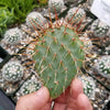 Opuntia rhodantha pad cutting