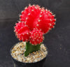 Red Grafted Moon Cactus - Gymnocalycium mihanovichii Hibotan