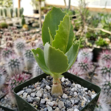 succulent plant native to southern africa Cyphostemma cirrhosum