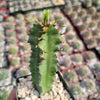 Euphorbia acrurensis abyssinia Desert Candle