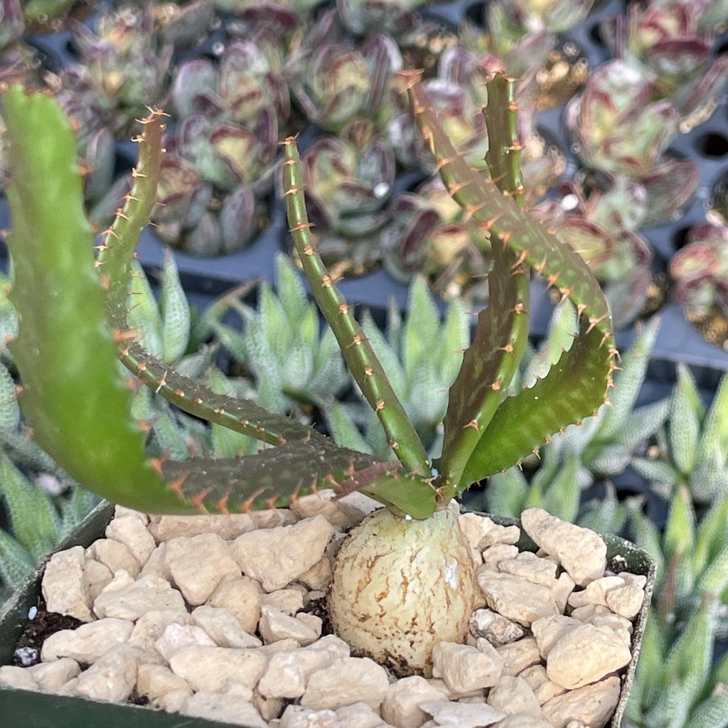 Jellyfish Head - Euphorbia stellata