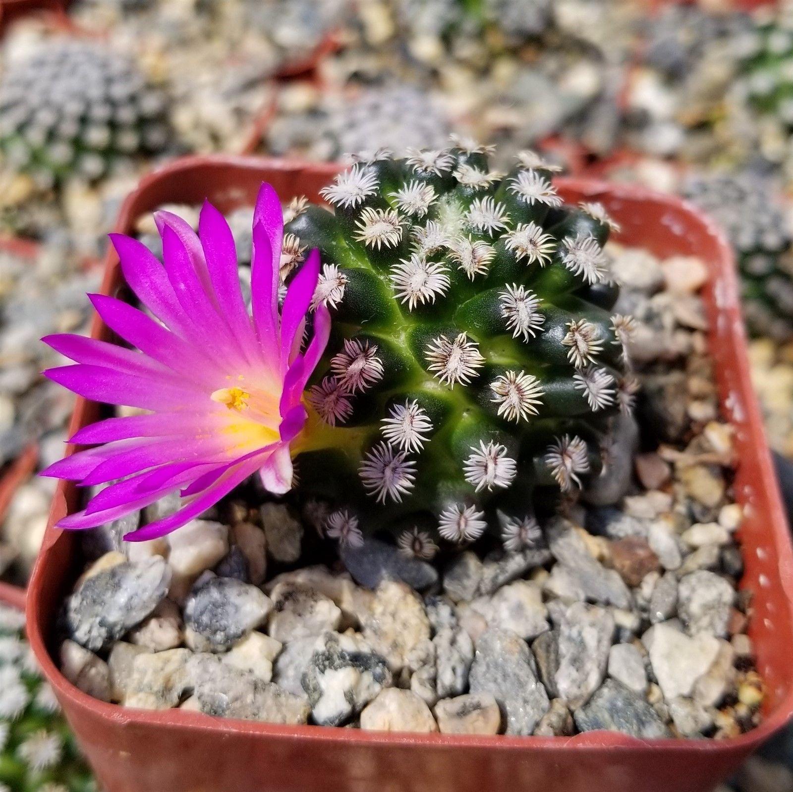 Mammillaria hernandezii