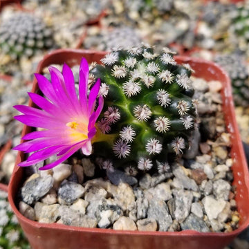 Shop 'Mammillaria hernandezii' Care & growing Guide