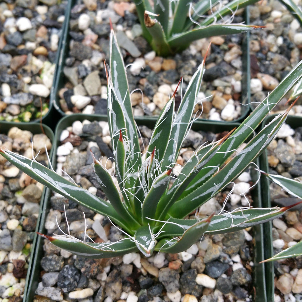 Agave toumeyana bella