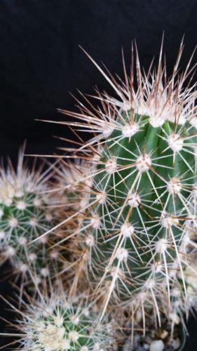 Echinocereus pacificus