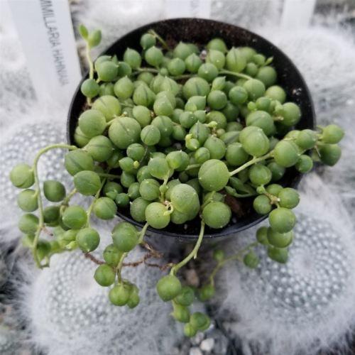 string of pearls plant seeds String of Pearls 'Senecio rowleyanus' 4" Pot / Black / With Pot