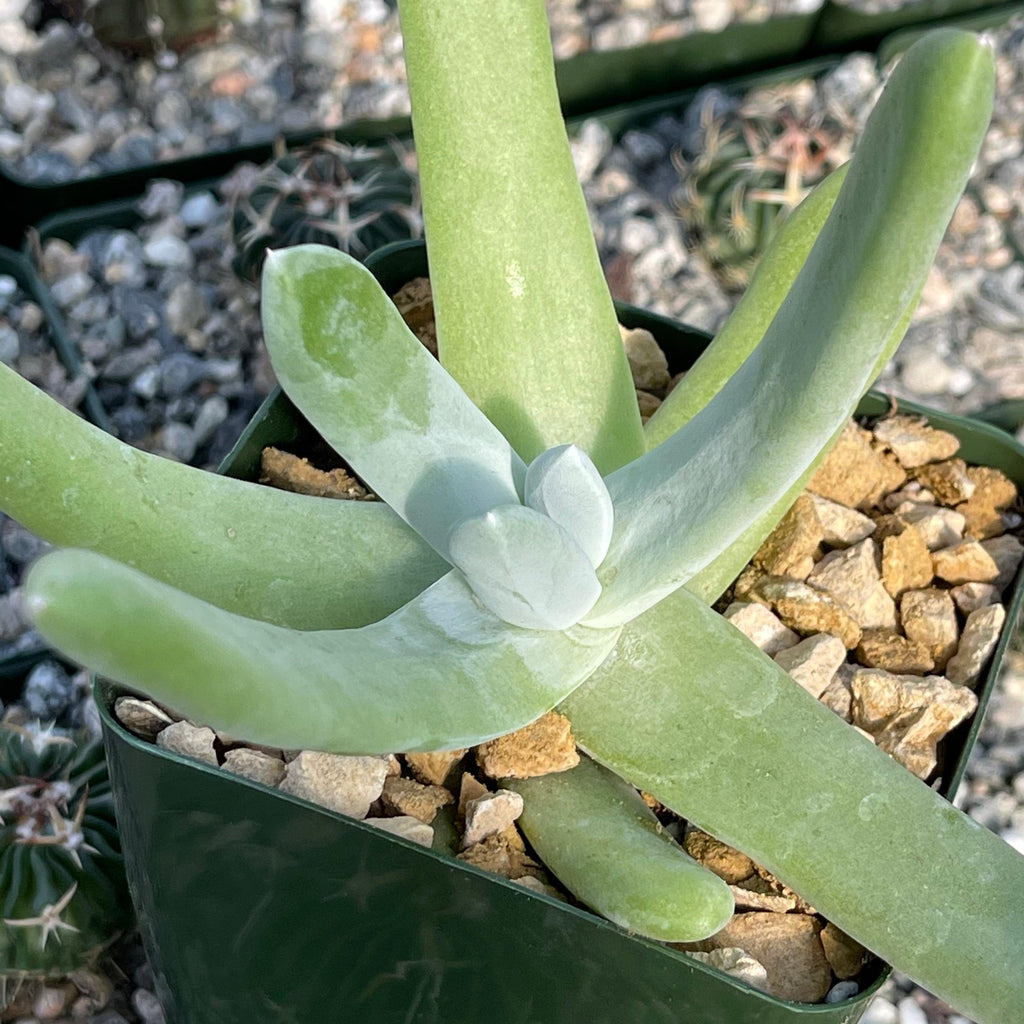 Dudleya pachyphytum